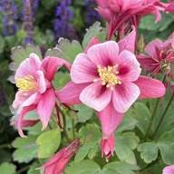Columbine Flower Seeds Pink White for Planting – Heirloom Non-GMO High Germination