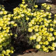 Yellow Mesembryanthemum Flower Seeds – Heirloom, Non-GMO, High Germination Organic Seeds