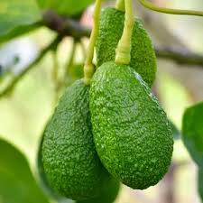 Russell Avocado (Butter Fruit) Seeds for Planting – Heirloom &amp; Non-GMO Organic Garden Seeds for Home Garden, High Germination