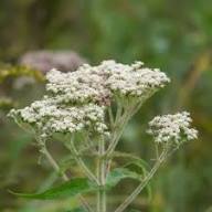 White Eupatorium Perfoliatum Flower Seeds Heirloom Non-GMO High Germination Organic Garden Seeds for Planting