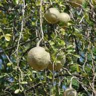 Green Bel (Bilva / Bael) Fruit Seeds for Planting – Heirloom Non-GMO High Germination Organic Garden Seeds