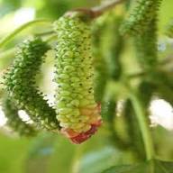 Green Mulberry Plant Seeds for Planting – Heirloom Non-GMO High Germination Organic Garden Seeds