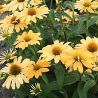 Yellow Cone Flower Seeds for Planting – Heirloom Non-GMO High Germination Seeds