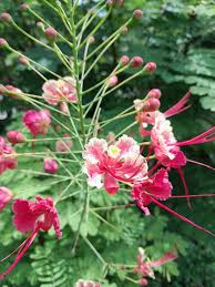 Pink Pulcherrima Flower Seeds Heirloom Non-GMO High Germination Organic Garden Seeds for Planting