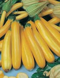 Zucchini Gold Rush F1 Seeds for Planting – High Yield Organic Summer Squash Seeds, Non-GMO, Fast Growing Vegetable Garden Seeds