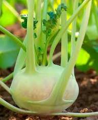 Green Kohlrabi Seeds for Planting – Heirloom, Non-GMO, High Germination Organic Vegetable Garden Seeds