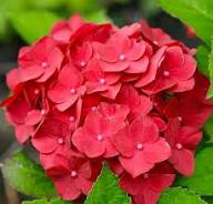 Red Macrophylla Flower Seeds – Heirloom, Non-GMO, High Germination Organic Garden Seeds for Planting