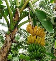 Semillas de plátano amarillas, semillas de reliquia, sin OMG, alta germinación, semillas orgánicas para jardín