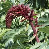 Red Melianthus Flower Seeds – Heirloom, Non-GMO, High Germination Organic Garden Seeds for Planting