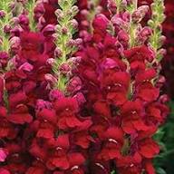 Red Snapdragon Flower Seeds Heirloom Non-GMO High Germination Organic Garden Seeds for Planting