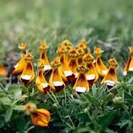 Orange Calceolaria Uniflora Flower Seeds – Heirloom, Non-GMO, High Germination Seeds