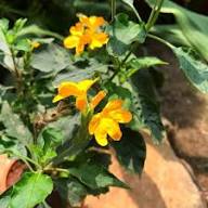Yellow Crossandra Flower Seeds – Heirloom, Non-GMO, High Germination Organic Garden Seeds