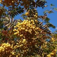 Gelbe Eberesche Sorbus Aucuparia Samen, alte Sorte, gentechnikfrei, hohe Keimrate, Bio-Gartensamen zum Pflanzen