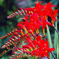 Red Crocosmia Flower Seeds for Planting – Heirloom, Non-GMO, High Germination Organic Garden Seeds