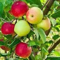 Mixed Apple Seeds – Heirloom, Non-GMO, High Germination Organic Garden Seeds for Planting