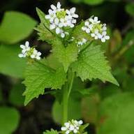 Semillas de flores Petiolata – Semillas de jardín orgánicas, reliquia, no modificadas genéticamente, de alta germinación para plantar