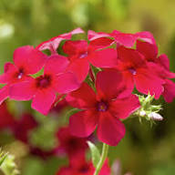 Red Phlox Perennial Flower Seeds for Planting – Heirloom, Non-GMO, High Germination Organic Garden Seeds