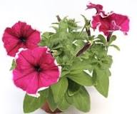 Pink Trailing Petunia Flower Seeds Heirloom Non-GMO High Germination Organic Garden Seeds for Planting