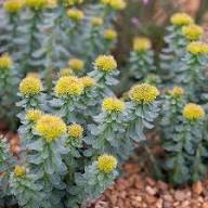 Yellow Rhodiola Rosea Flower Seeds Heirloom Non-GMO High Germination Organic Garden Seeds for Planting