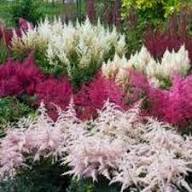 White Aruncus Dioicus Flower Seeds Heirloom Non-GMO High Germination Organic Garden Seeds for Planting