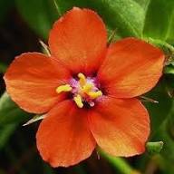 Red Pimpernel Flower Seeds for Planting – Heirloom, Non-GMO, High Germination Organic Garden Seeds