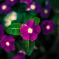 Vinca Flower Seeds Marron – Heirloom Non-GMO High Germination Organic Garden Seeds