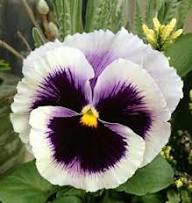 White Black Pansy Flower Seeds – Heirloom Non-GMO High Germination