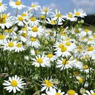 Semillas de Manzanilla Blanca – Orgánicas, No Modificadas Genéticamente, de Alta Germinación, Semillas de Jardín para Sembrar