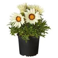 White Gazania Flower Seeds Heirloom Non-GMO High Germination Organic Garden Seeds for Planting