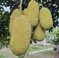 Eviarc Jackfruit Seeds for Planting – Heirloom Non-GMO High Germination Organic Garden Seeds Tropical Fruit Seeds for Home Garden