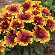 Red Yellow Gaillardia Flower Seeds – Heirloom Non-GMO High Germination Organic Garden Seeds for Planting