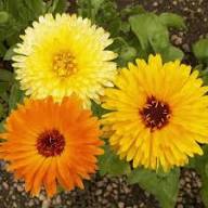 Calendula Flower Seeds Perennial – Heirloom, Non-GMO, High Germination Seeds