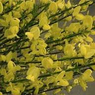 Yellow Xanthoceras Flower Seeds for Planting | Heirloom Non-GMO Organic