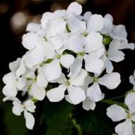 White Lunaria Flower Seeds Heirloom Non-GMO High Germination Organic Garden Seeds for Planting