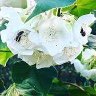 White Dombeya Flower Seeds Heirloom Non-GMO High Germination Organic Garden Seeds for Planting