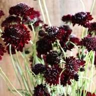 Marron Scabiosa Flower Seeds for Planting – Heirloom, Non-GMO High Germination Organic Garden Seeds
