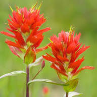 Red Castilleja Flower Seeds – Heirloom, Non-GMO, High Germination Organic Garden Seeds for Planting Seeds for Planting