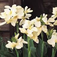 White Canna Edulis Flower Seeds Heirloom Non-GMO High Germination Organic Garden Seeds for Planting