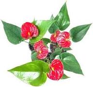 Giant Anthurium Flower Seeds Red for Planting Heirloom Non-GMO High Germination Organic Garden Seeds