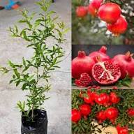 Pomegranate Seeds Red – Heirloom, Non-GMO, High Germination Organic Garden Seeds for Planting