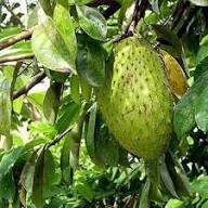 Soursop Fruit Seeds for Planting – Cultivate Tropical Nutrient-Rich Delight, Heirloom &amp; Non-GMO, High Germination Seeds Seeds for Planting Organic Garden Seeds