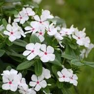 Periwinkle Flower Seeds White Heirloom Non-GMO High Germination Organic Garden Seeds for Planting