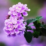 Purple Lantana Flower Seeds Heirloom Non-GMO High Germination Organic Garden Seeds for Planting