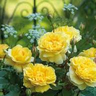 Yellow Rose Flower Seeds Heirloom Non-GMO High Germination Organic Garden Seeds for Planting