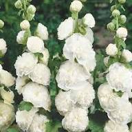 White Double Petal Hollyhock Flower Seeds Heirloom Non-GMO High Germination Organic Garden Seeds for Planting