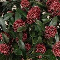 Skimmia Flower Seeds for Planting – Heirloom, Non-GMO, High Germination Organic Garden Seeds