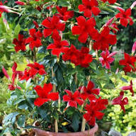 Red White Mandevilla Flower Seeds for Planting – Heirloom Non-GMO High Germination Organic Garden Seeds