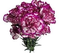 Purple White Chianti Dianthus Flower Seeds – Heirloom, Non-GMO, High Germination Organic Garden Seeds for Planting