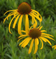 Yellow Echinacea Flower Seeds – Heirloom Non-GMO High Germination Organic Seeds