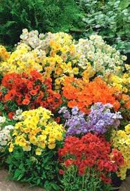 Nemesia Flower Seeds – Heirloom, Non-GMO, High Germination Organic Garden Seeds